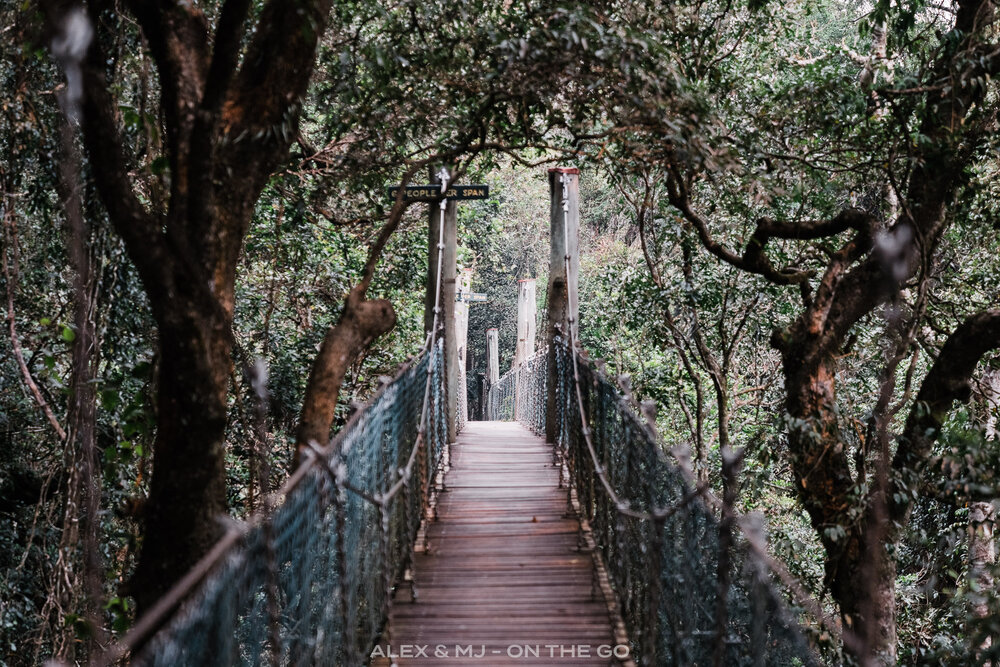 Alex-MJ-On-the-GO-Australie-Brisbane-et-ses-environs-Lamington-National-park-pont.jpg