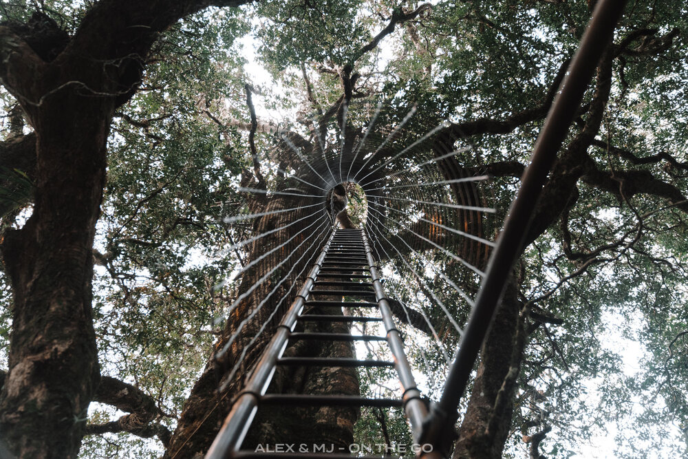 Alex-MJ-On-the-GO-Australie-Brisbane-et-ses-environs-Lamington-National-park-échelle.jpg