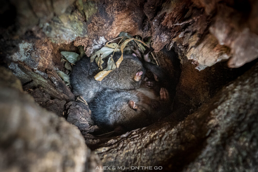 Alex-MJ-On-the-GO-Australie-Brisbane-et-ses-environs-Lamington-National-park-opossums.jpg