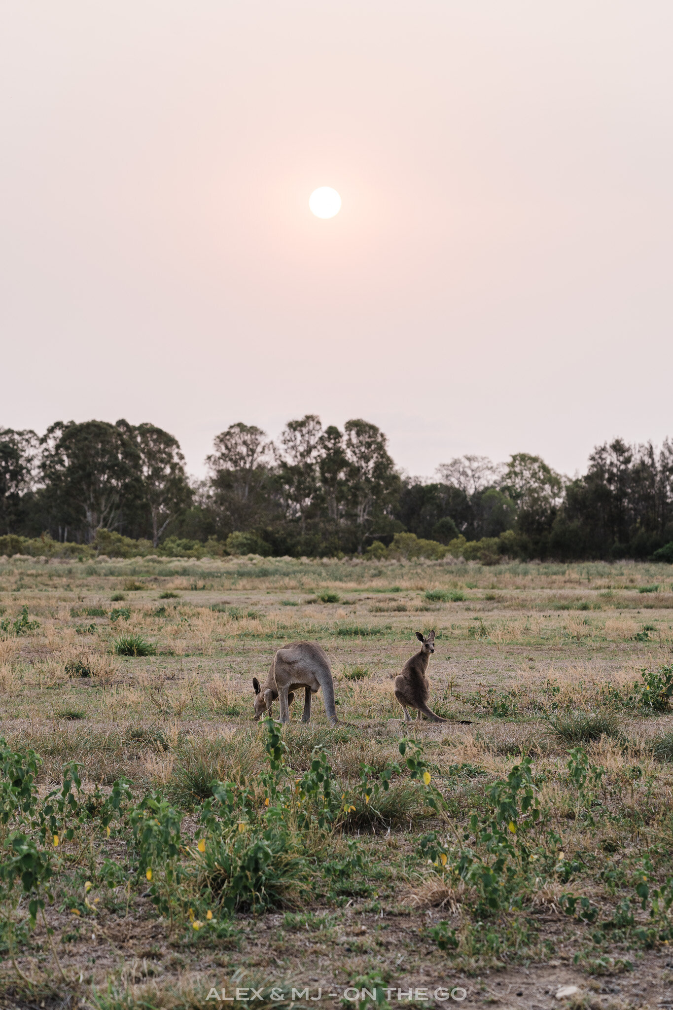 Australie-Fraser-coast-point-vernon-kangourous-coucher-soleil.jpg