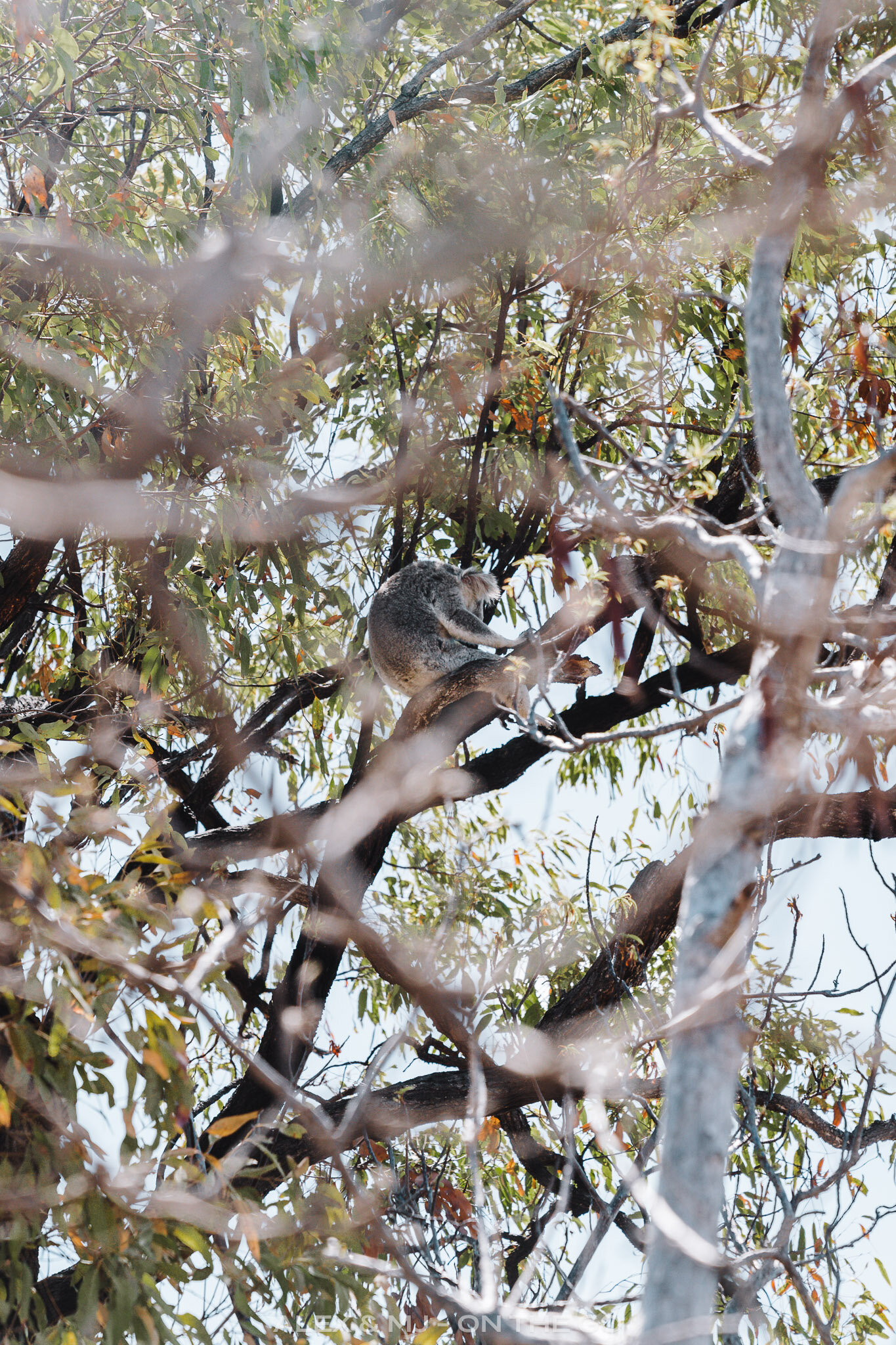 Alex-MJ-On-the-GO-ou-voir-animaux-australie-magnetic-island-Koala-arbre.jpg