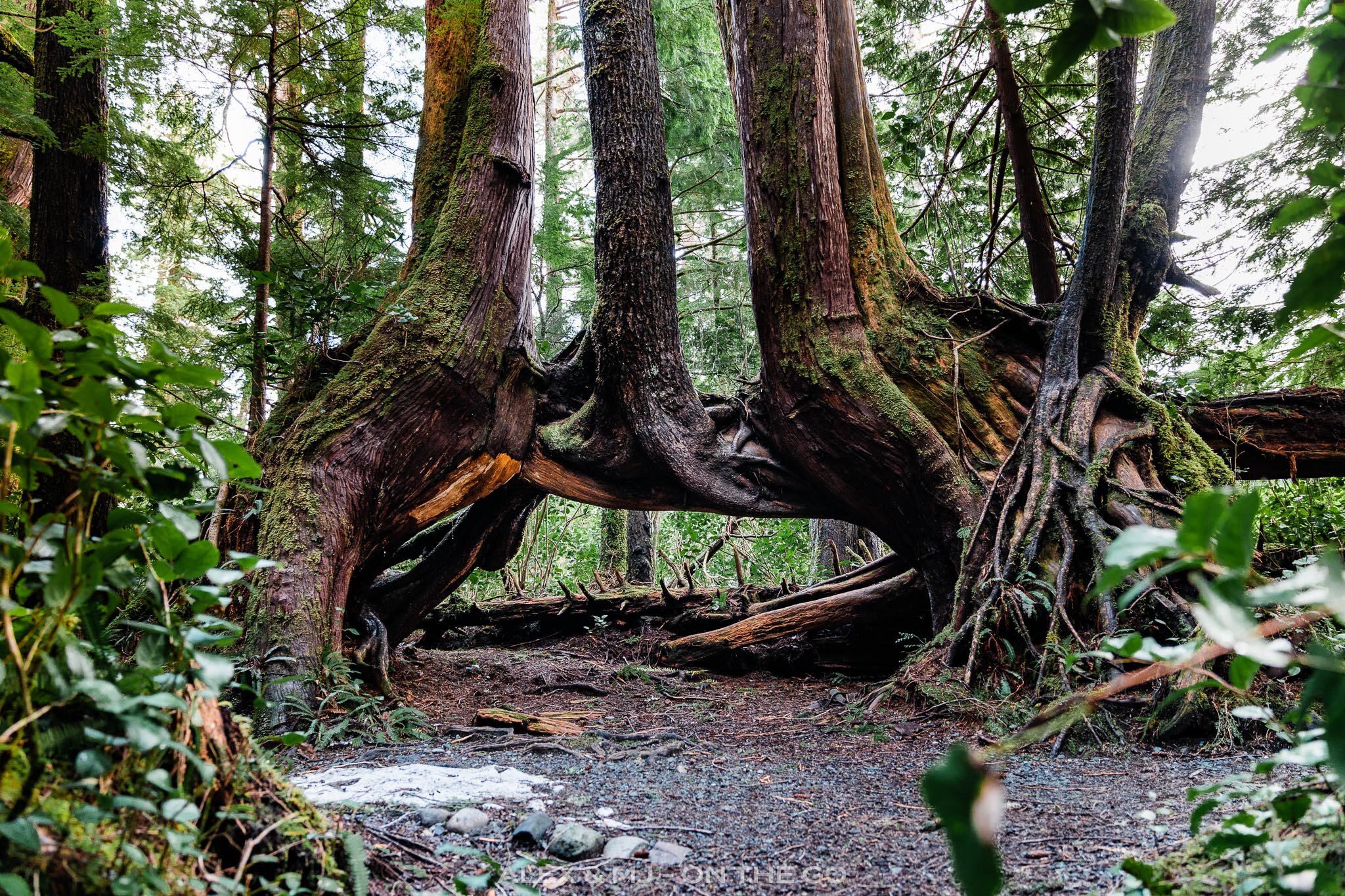 Alex-MJ-On-the-GO-San-Josef-Bay-sentier-3-arbres.jpg