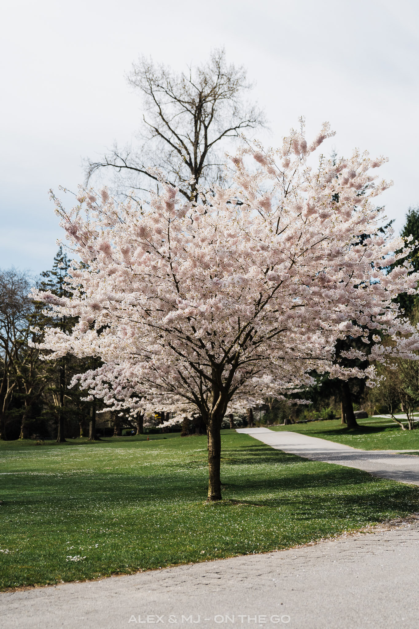 Alex-MJ-On-the-GO-Vancouver_Stanley-Park_Cerisiers.jpg