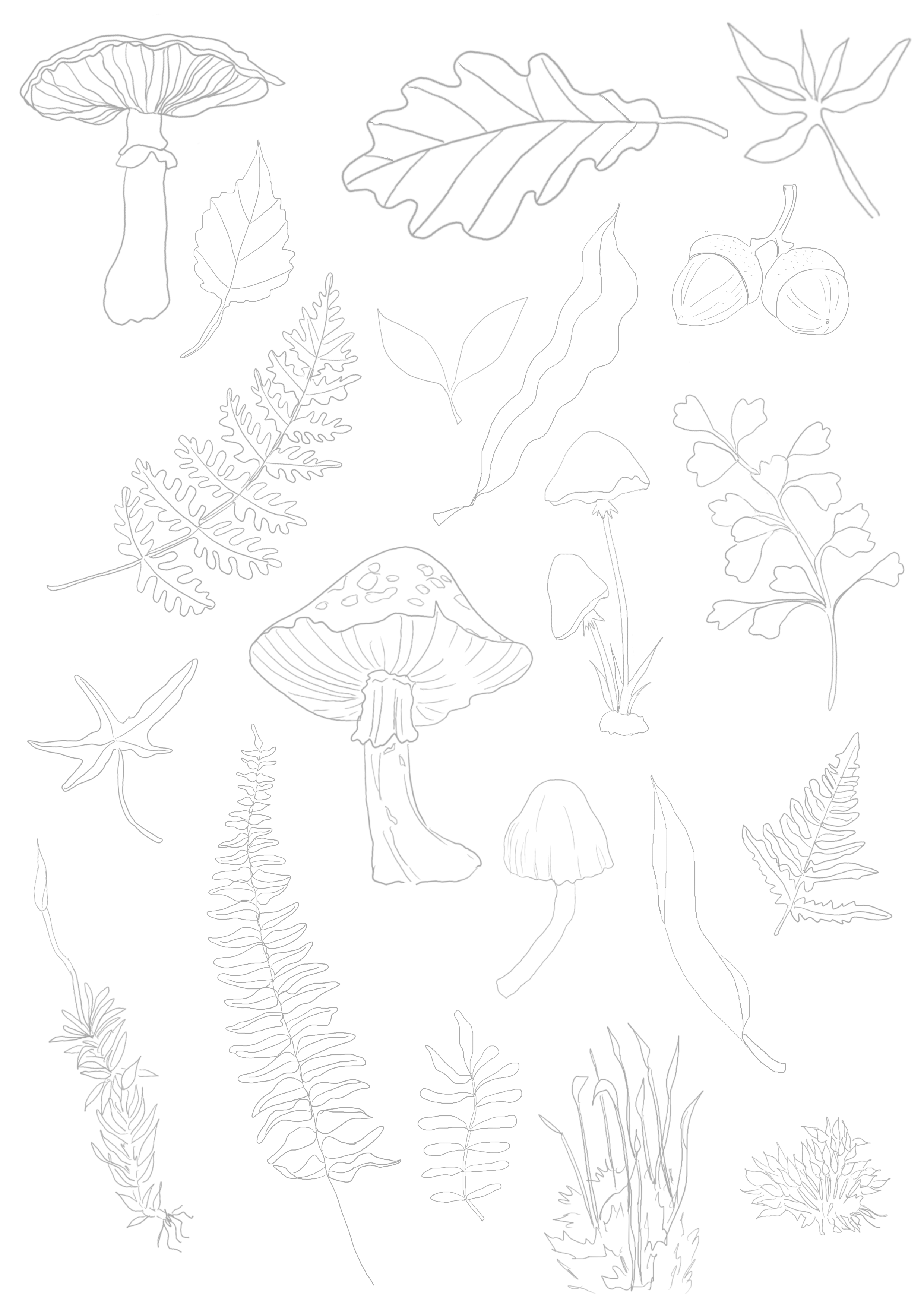 Fall_Forest_Fauna (1).png