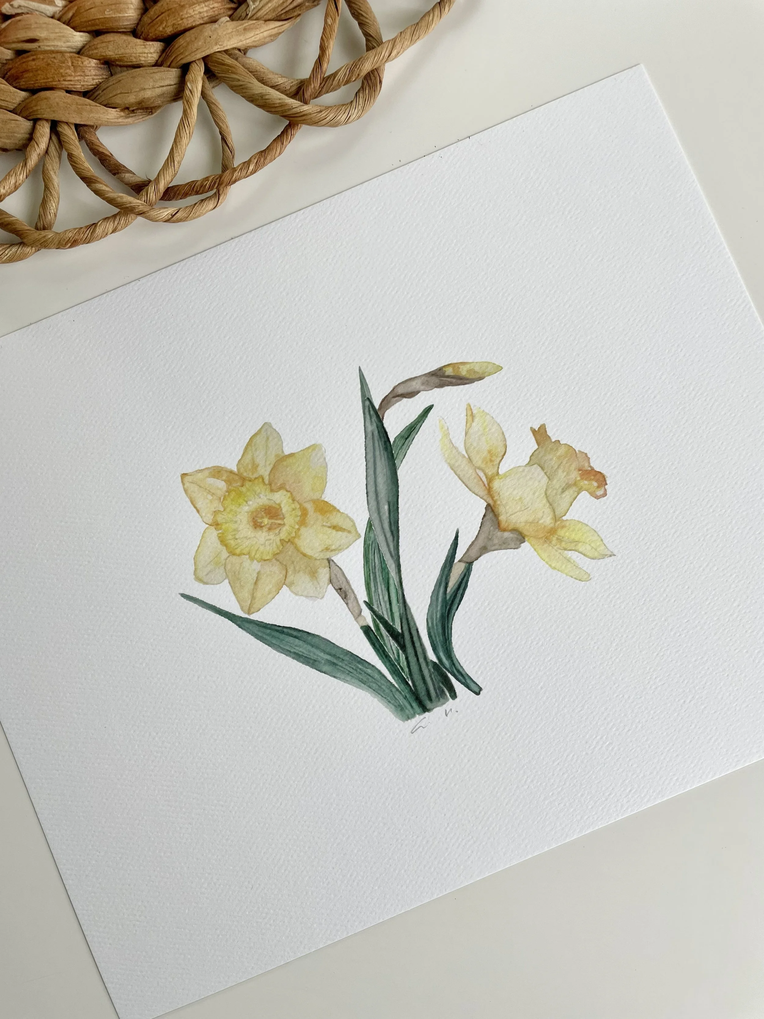 Daffodil StudioReta.jpg