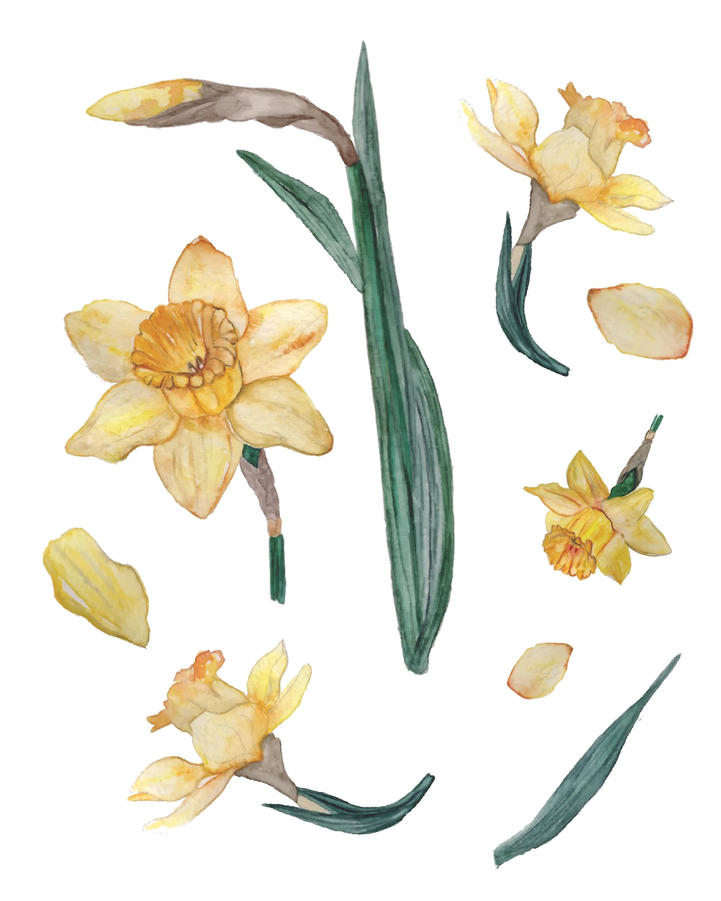 Daffodil ~ art prints