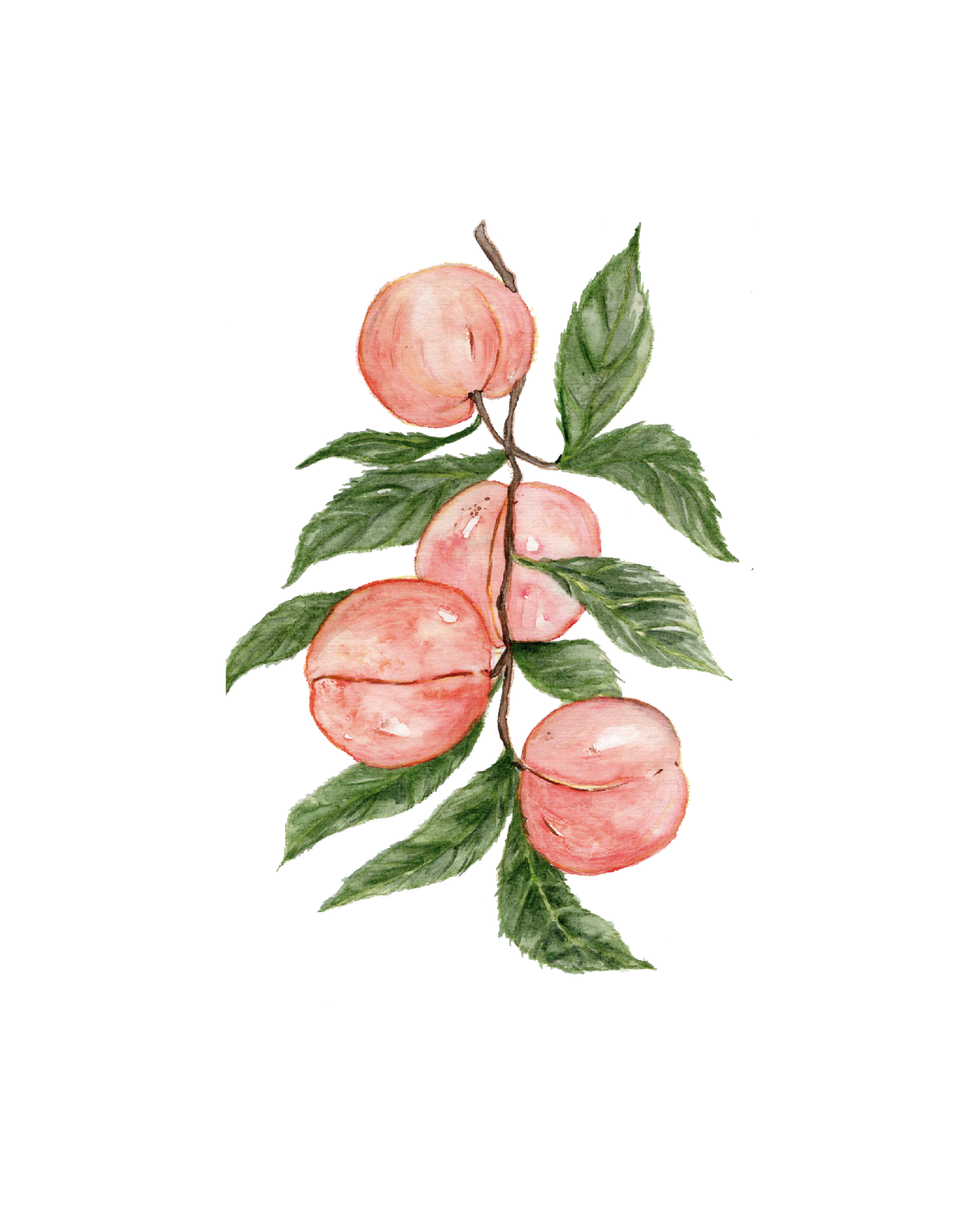 Peaches_small_8x10.png