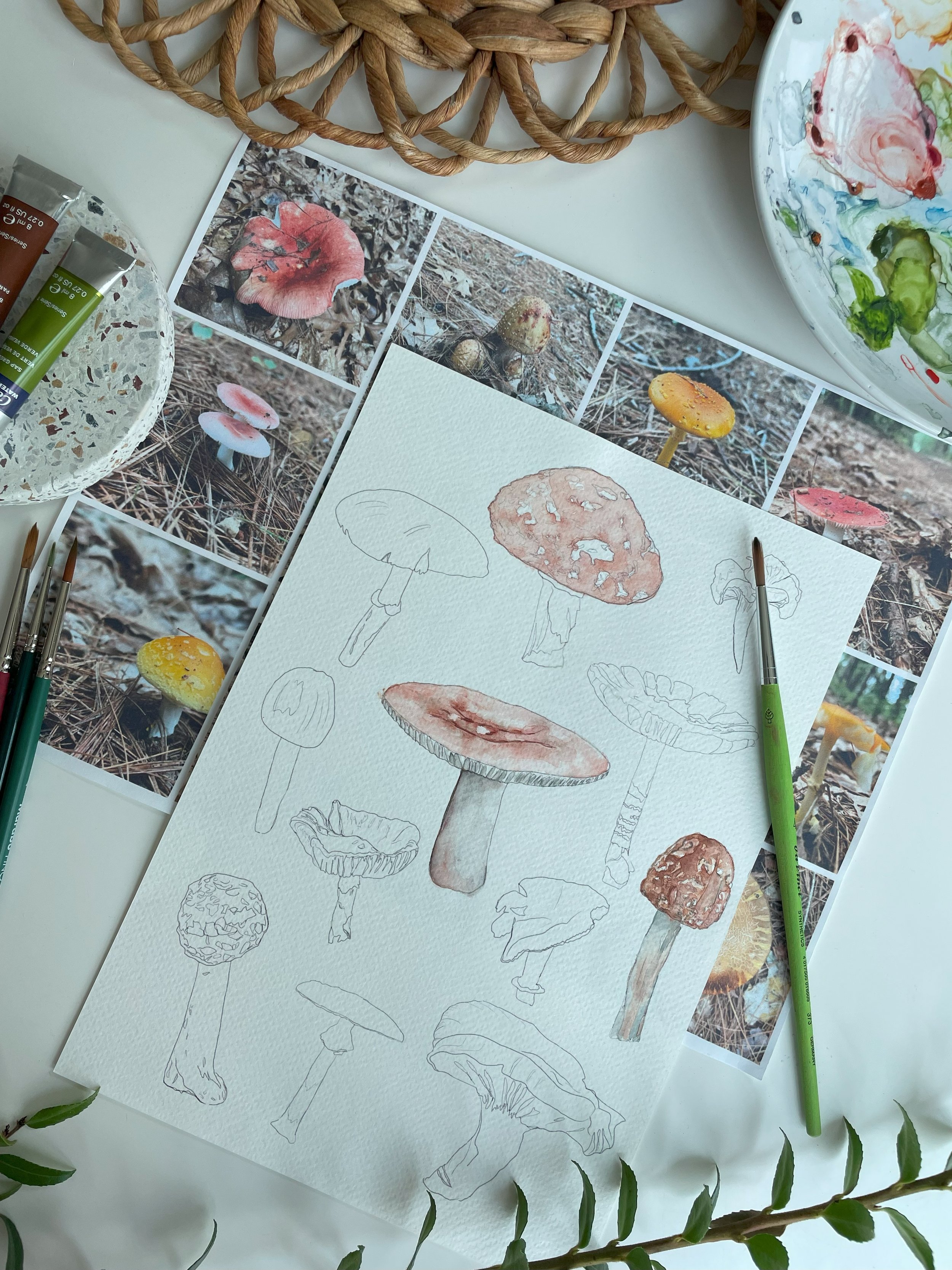 Mushrooms and ferns WS2.jpg
