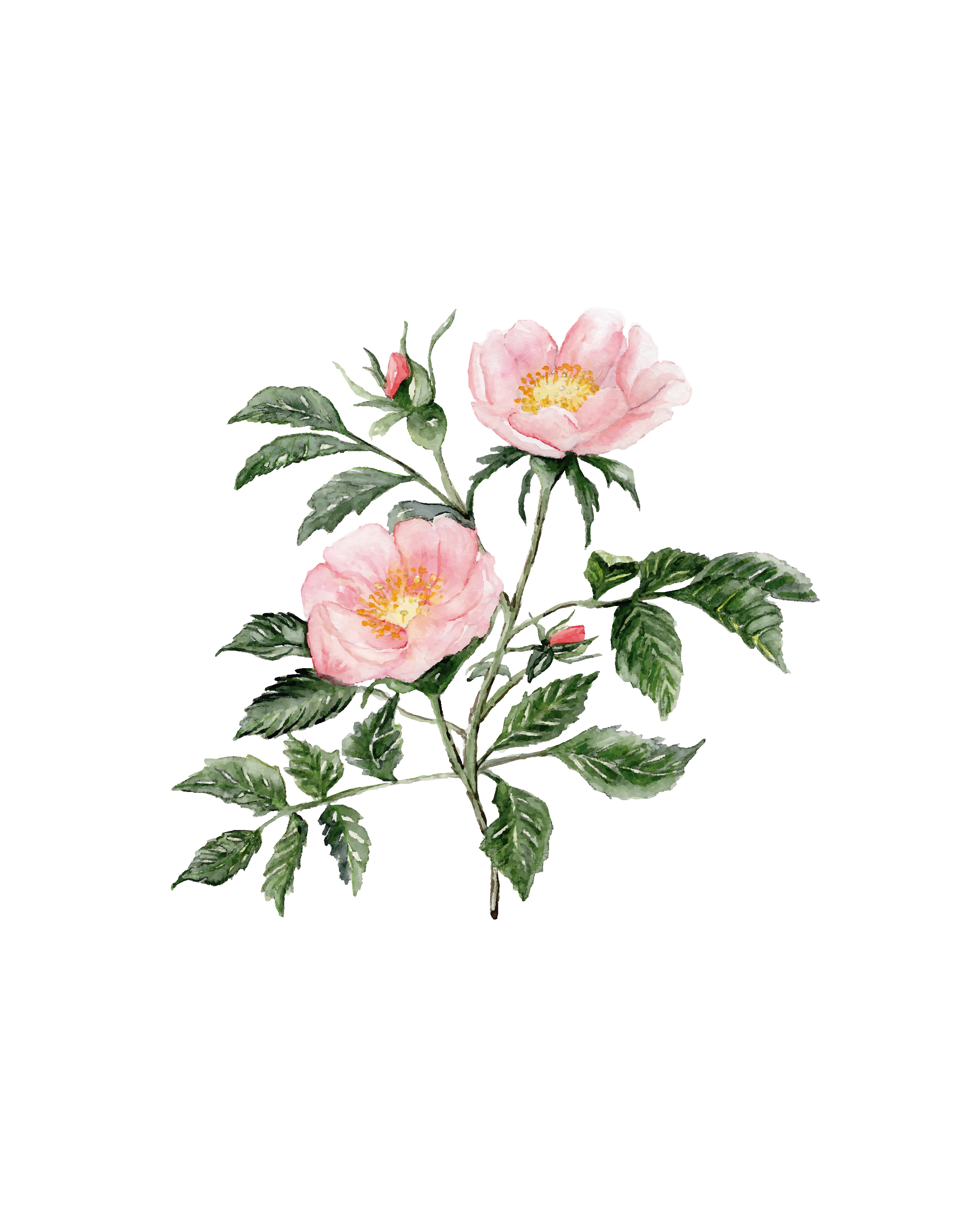 PREORDER ~ Wild roses ~ botanical watercolor art print