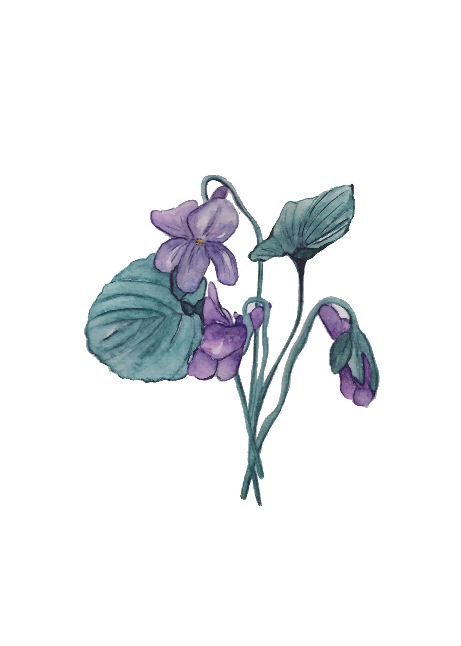 violets-02.jpg