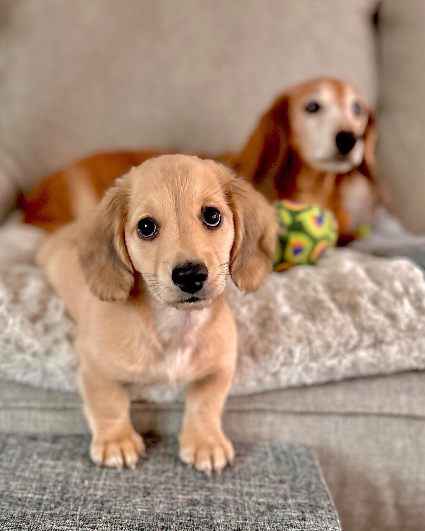Meet the newest (and tiniest) addition to the Janie Haas Team&mdash;Stewie!💙🐾 

He&rsquo;s stepping into his role as CCO (Chief Cuddle Officer) alongside big sister Roxi, our longtime CEO. And, as you can see, has made himself right at home in the 
