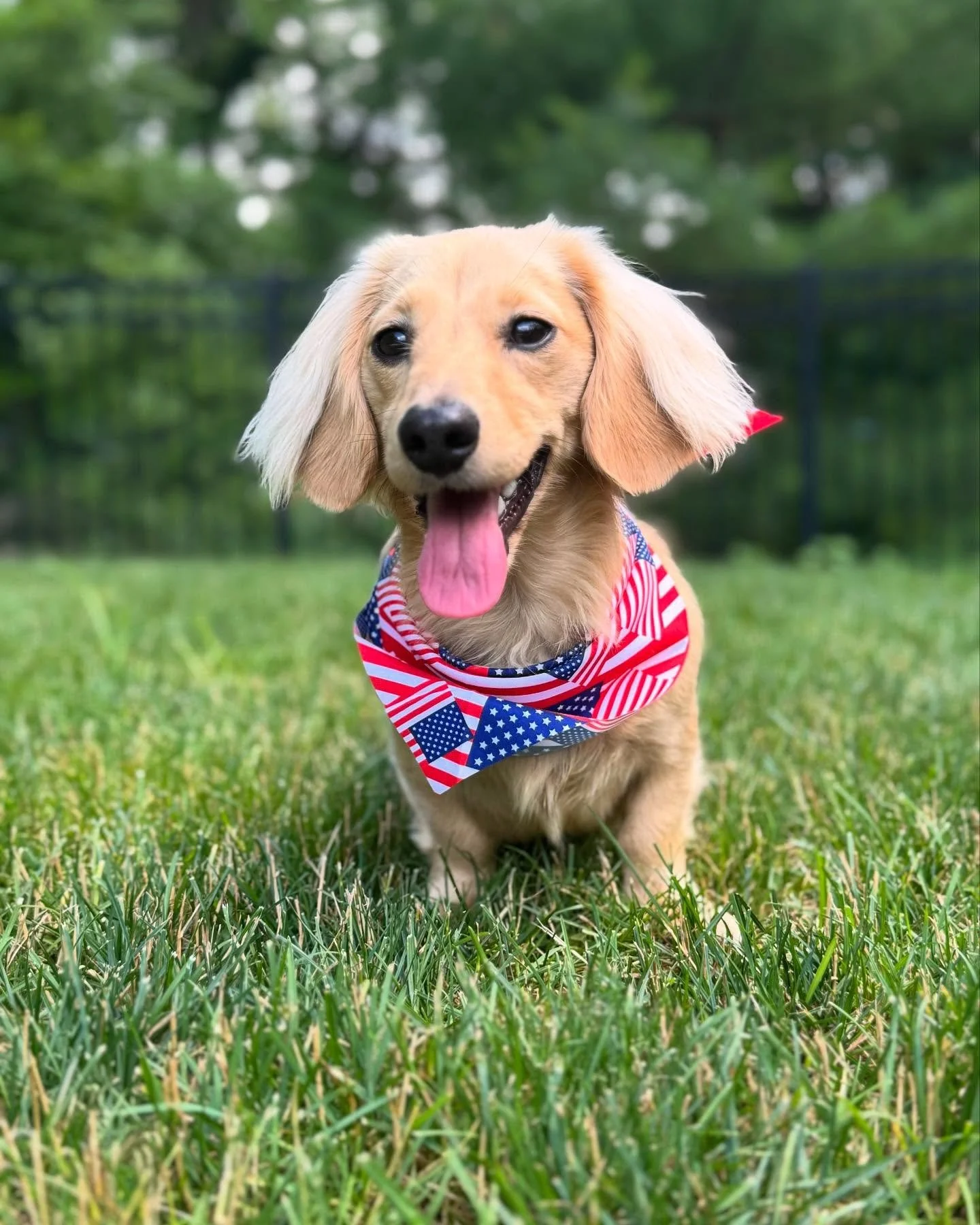Happy 4th from our CCO( Chief Cuddle Officer)