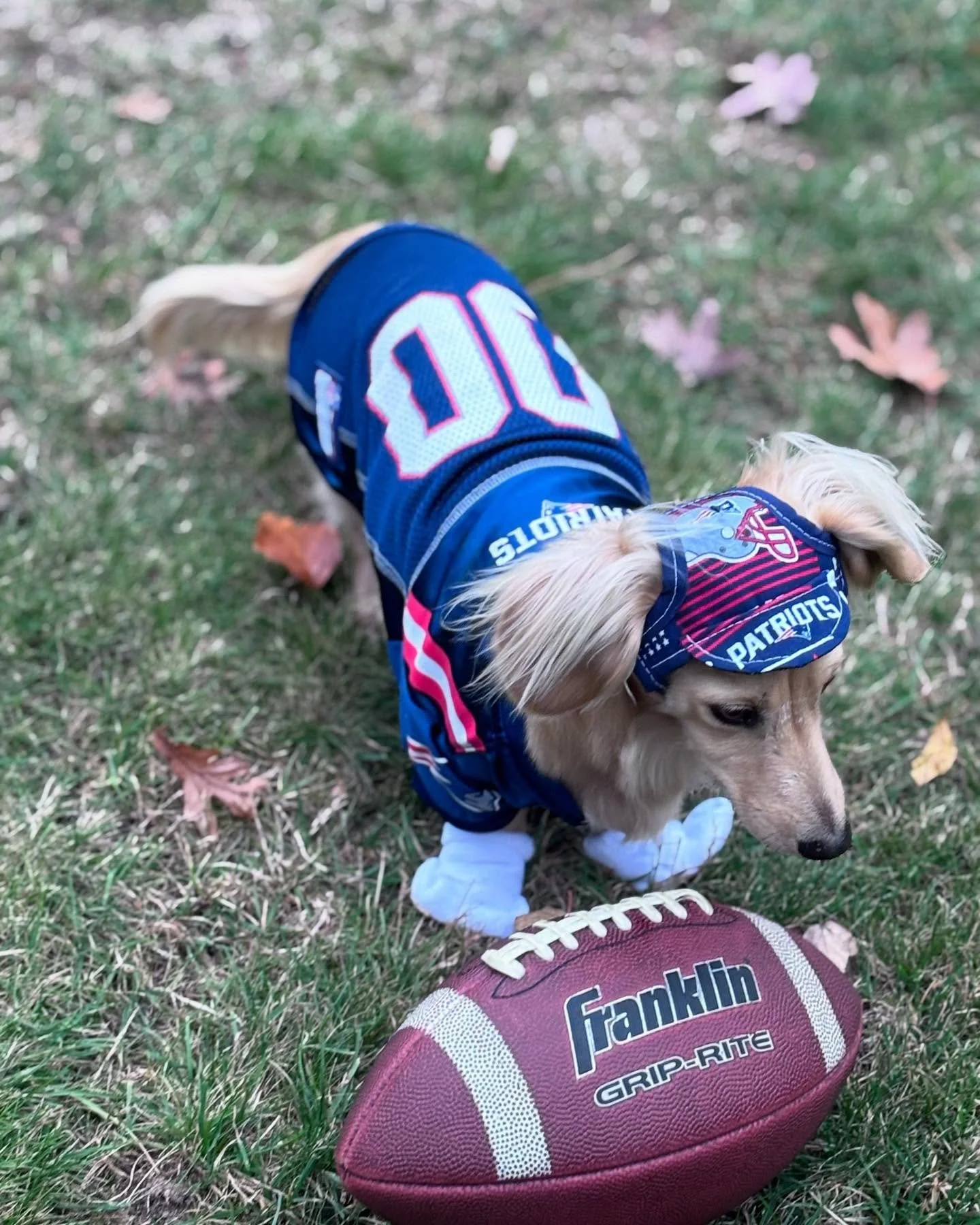 Our Chef Cuddle Officer is having a Halloween contest at his daycare and he&rsquo;d love your vote. Please give a shoutout to our MVP Stewie Edelman of the Pawtriots! Happy Halloween!