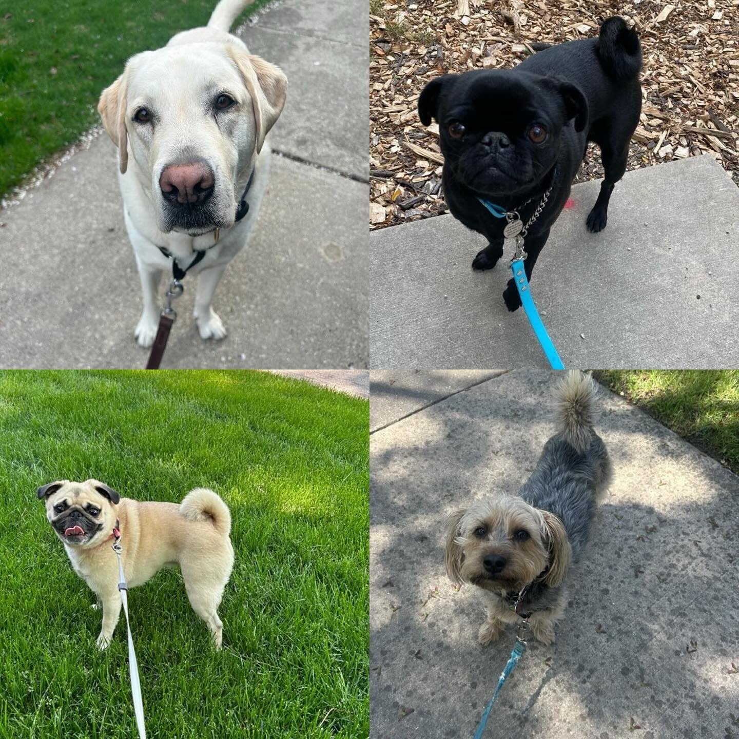 Our June Birthday Pups! Happy Birthday Brutus, Sophie, Surrey and Rocky!! 🐶🥳💜