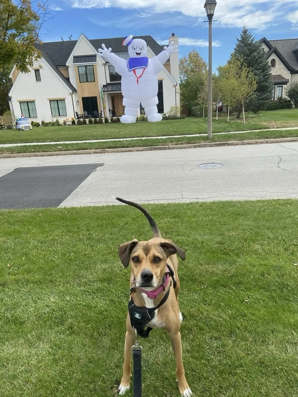 Uma enjoying some Halloween decorations on her walk 🐶🎃👻