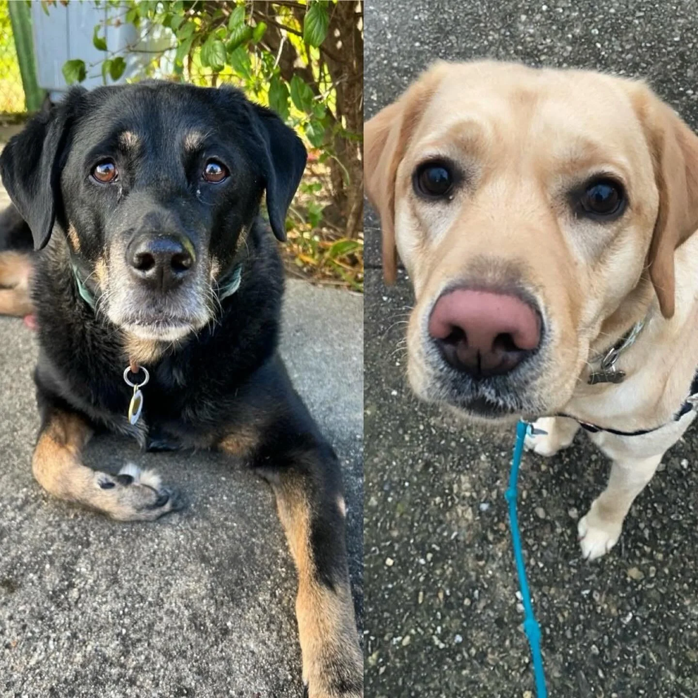 Our November birthday pups! Happy Birthday Ricky and Mattie!! 🐶🎉🐾