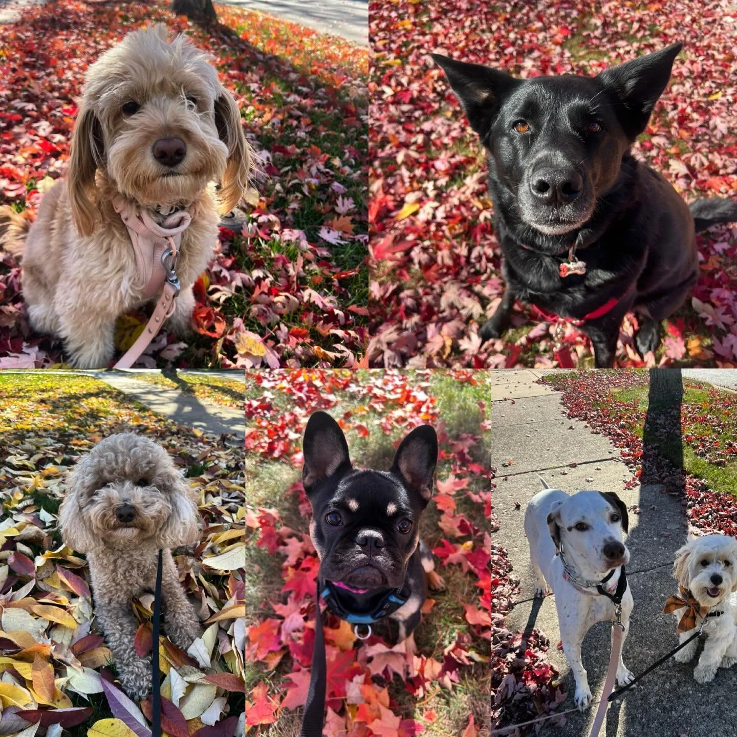 Fall is here! 🐶🍂🐾