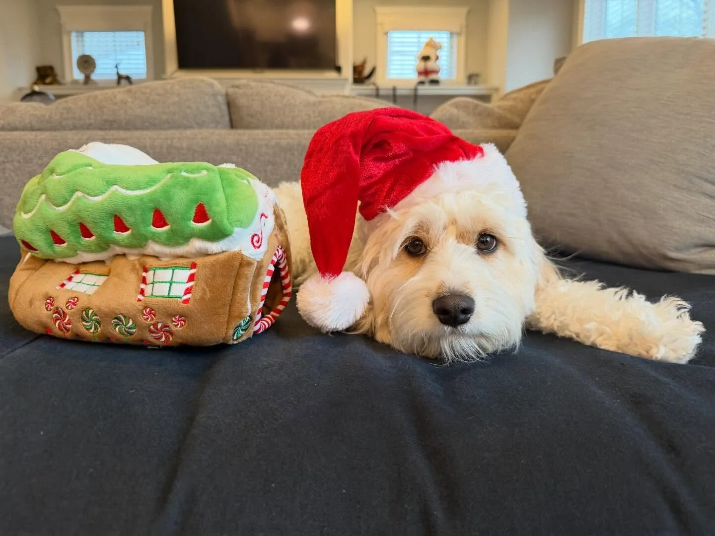 Thank you @chewy Claus for my new hat and toy! 🎅🏼🎁🐾 Love, Ranger