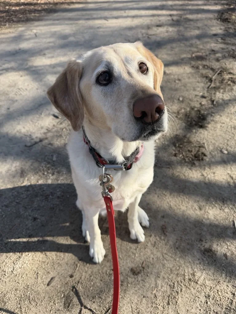 Our January Birthday Pups! Happy Birthday Charlie, Murphy, Leo, Cora, Lacey and Rufus! 🐶🥳💚