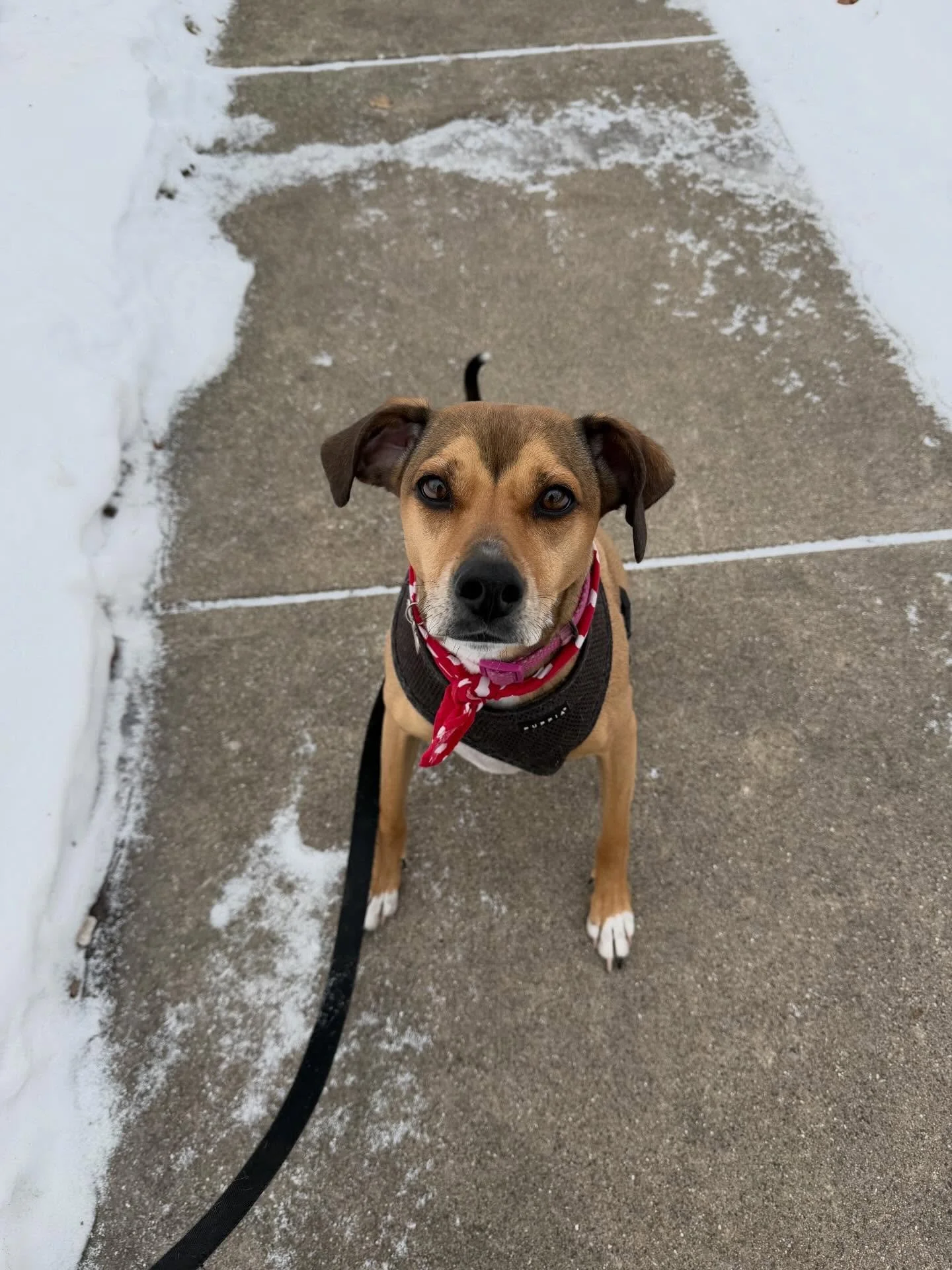 Uma is all set for Valentine&rsquo;s Day with her heart bandana. What a cutie! 🐶❤️🐾