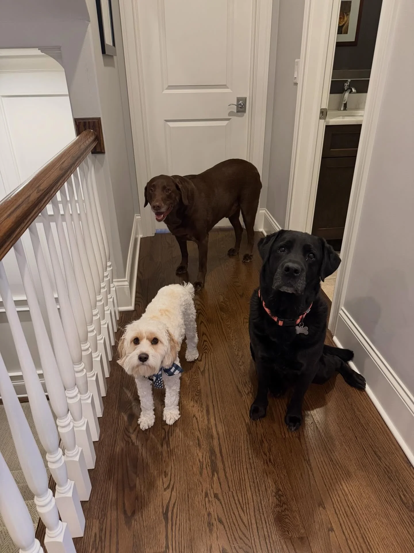 It&rsquo;s always fun to have Pete here! 🐶💚 🐾