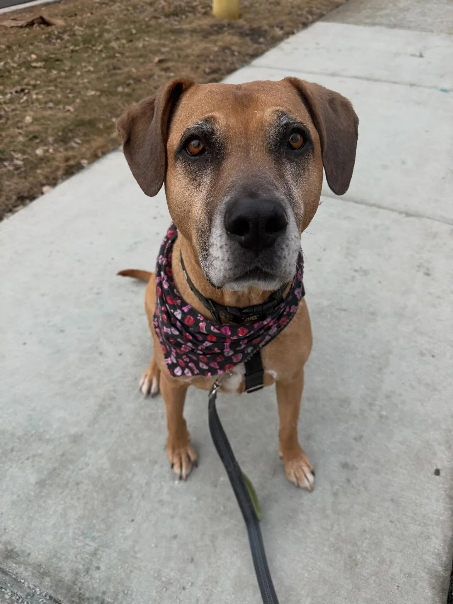 Happy Valentine&rsquo;s Day from Reggie and POTP!🐶❤️🥰