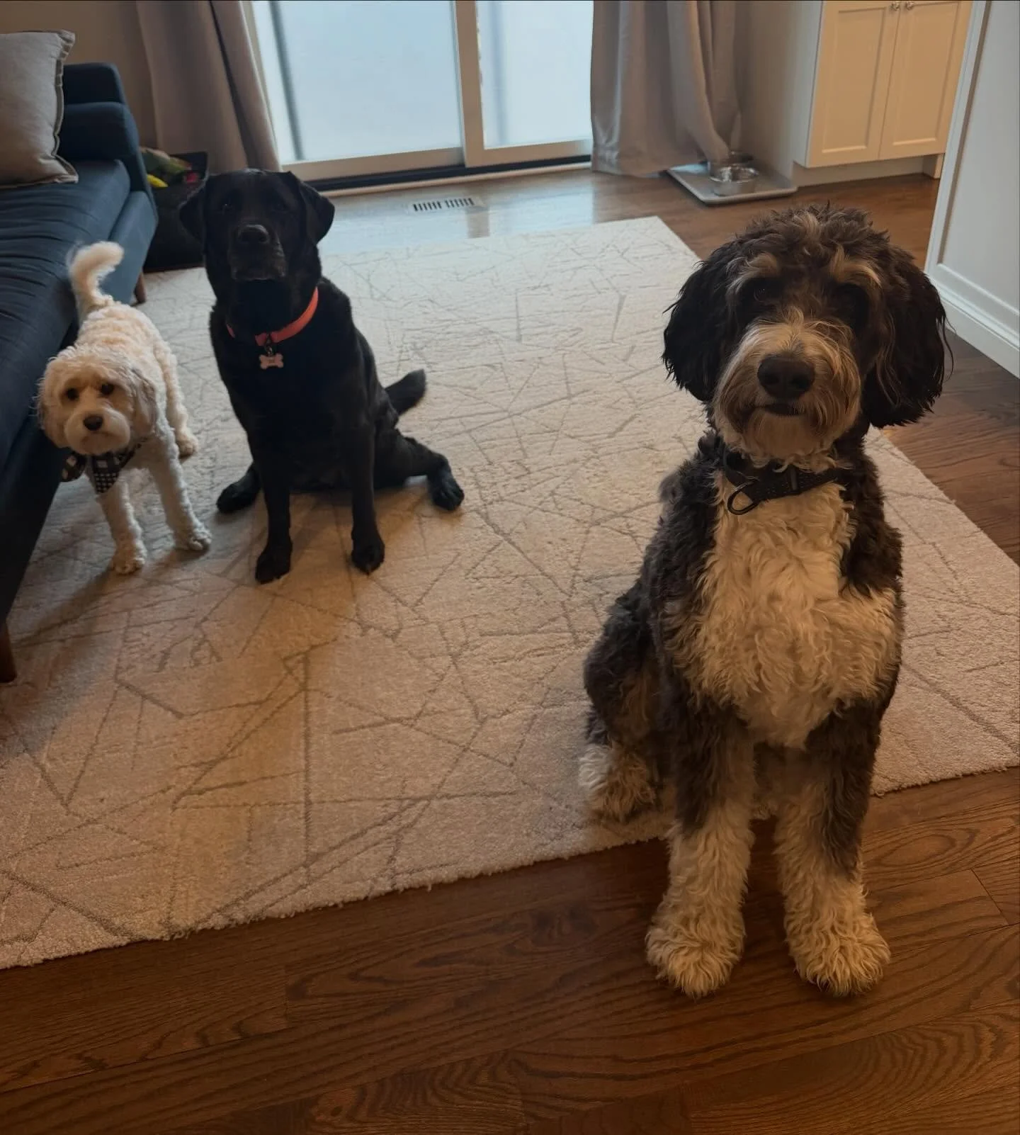 Heath is back for a slumber party! 🐶💚🐾