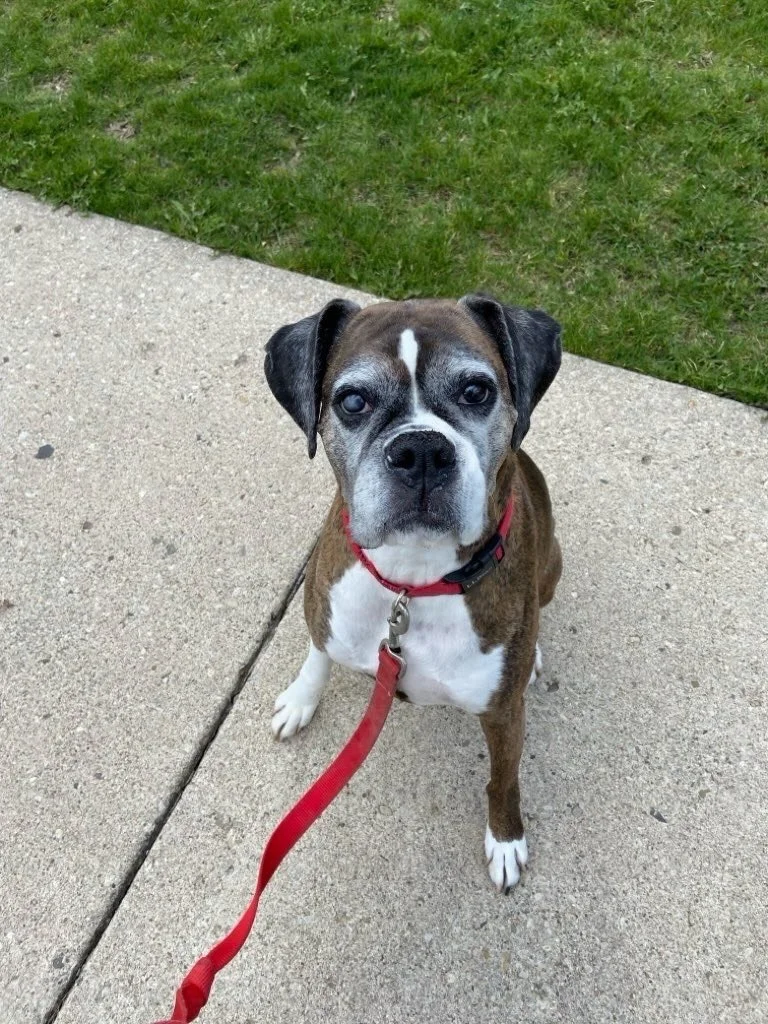 Our March Birthday Pups! 🥳 Happy Birthday Lily, Rosie, Ollie, Tucker, Ivy, Lacey, Sally and Maverick! 🐶🎉🐾