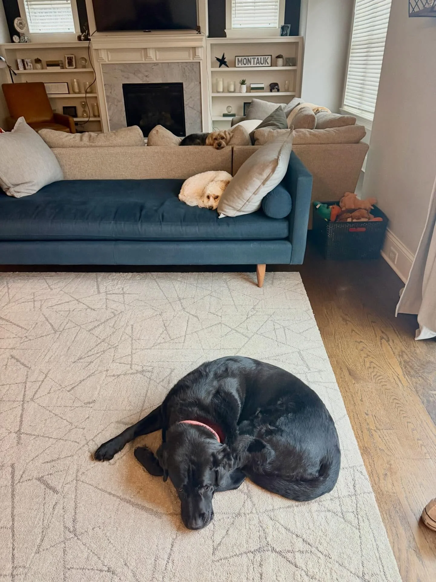 Three happy, tired dogs! 🐶💚🐾