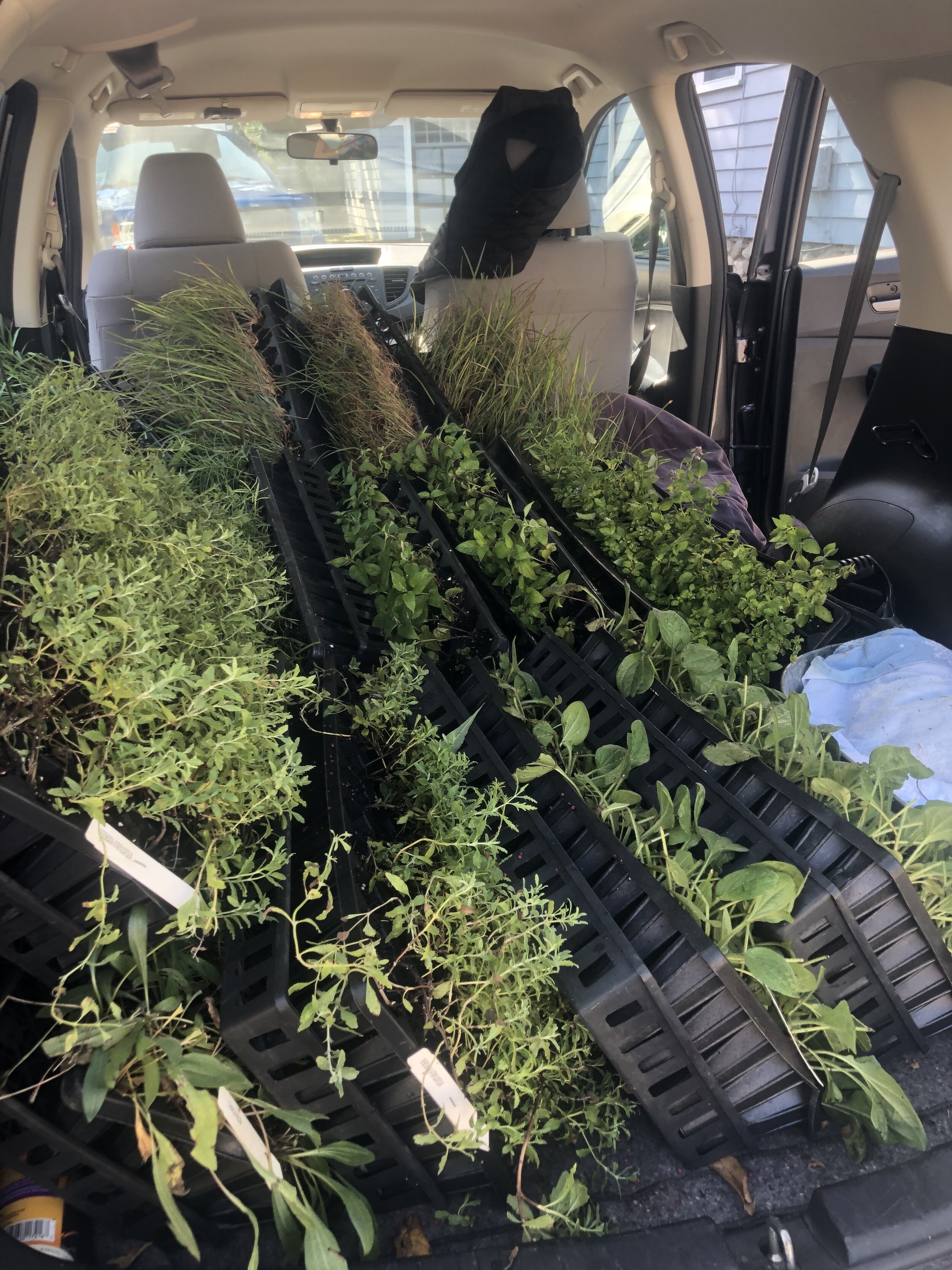 Bringing plants home from the nursery, don't worry if they look a little cramped, soon they'll have plenty of room.