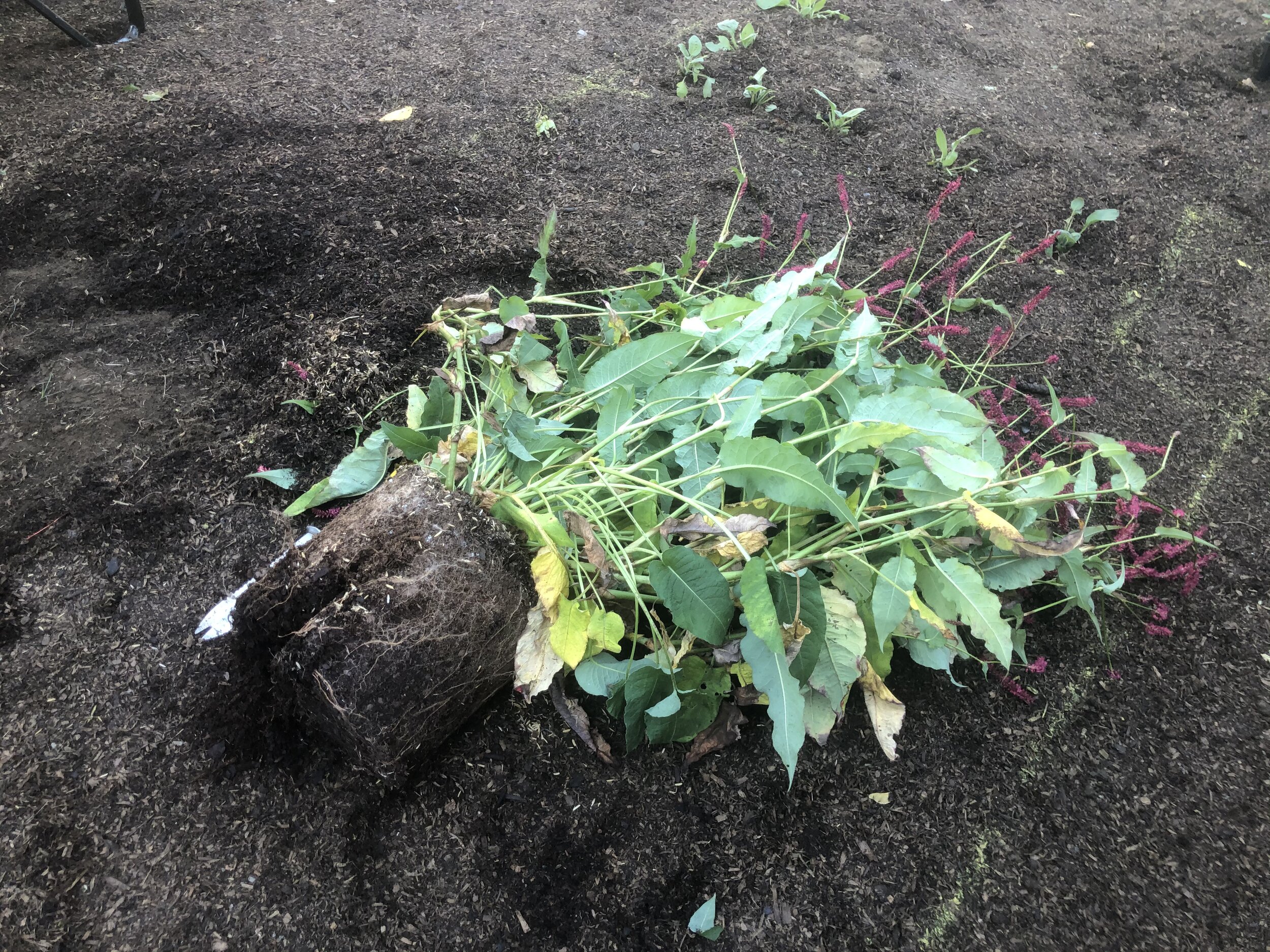 Loosen up the roots of the plants