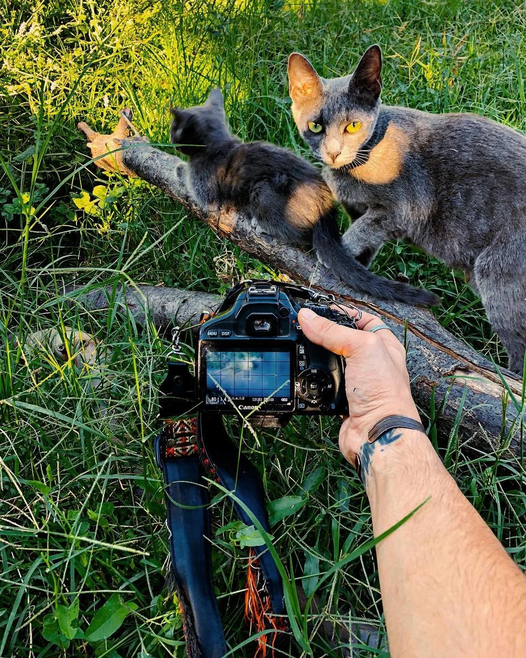 A person with a tattoo on their arm is taking a photograph of two cats in a grassy outdoor setting. One cat is a calico lying on a log, and the other is a gray cat standing beside it. The camera's screen shows the shot being composed.