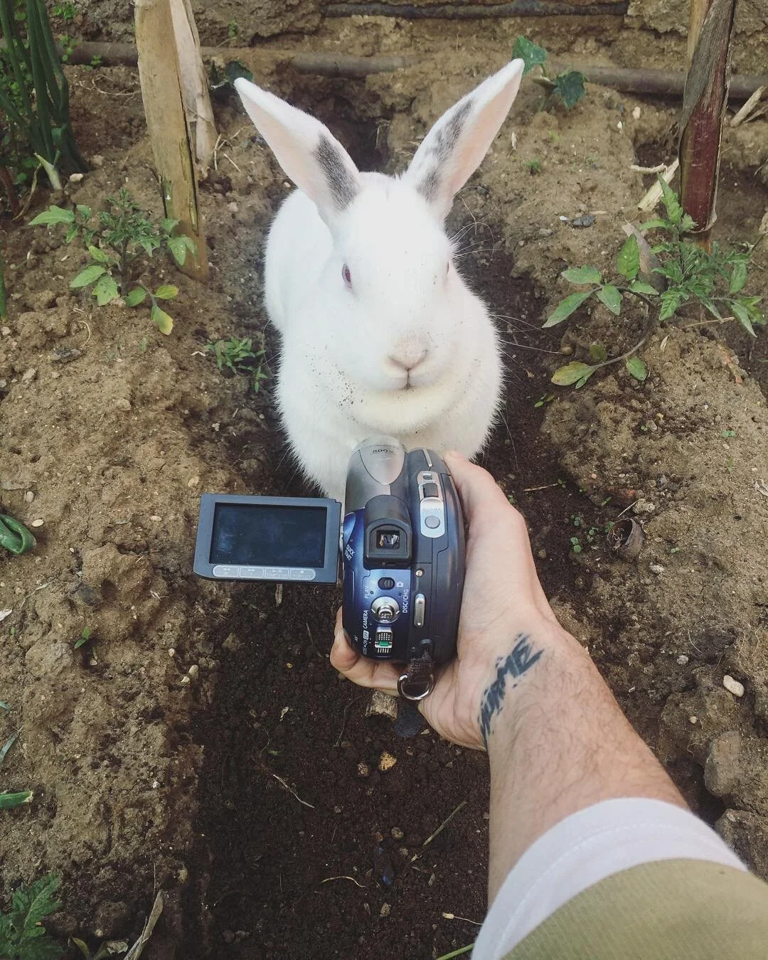 A person holding a camera in front of a white rabbit sitting in a garden bed.