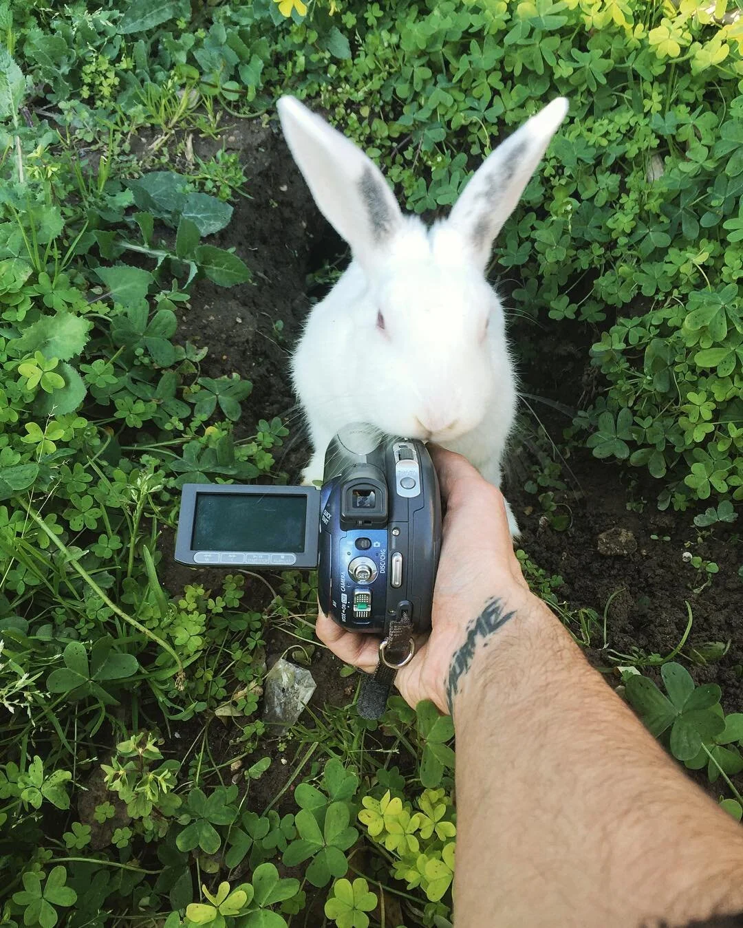 White rabbit with pink eyes being photographed by a person holding a digital camera in a patch of green clover and plants.