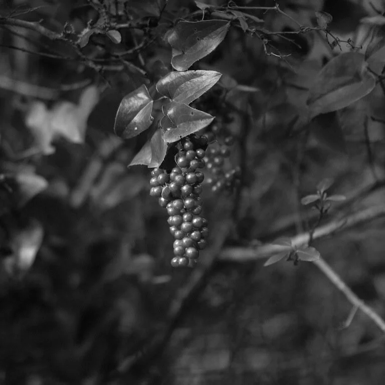 Black and white photo of a cluster of berries hanging from a branch surrounded by leaves.
