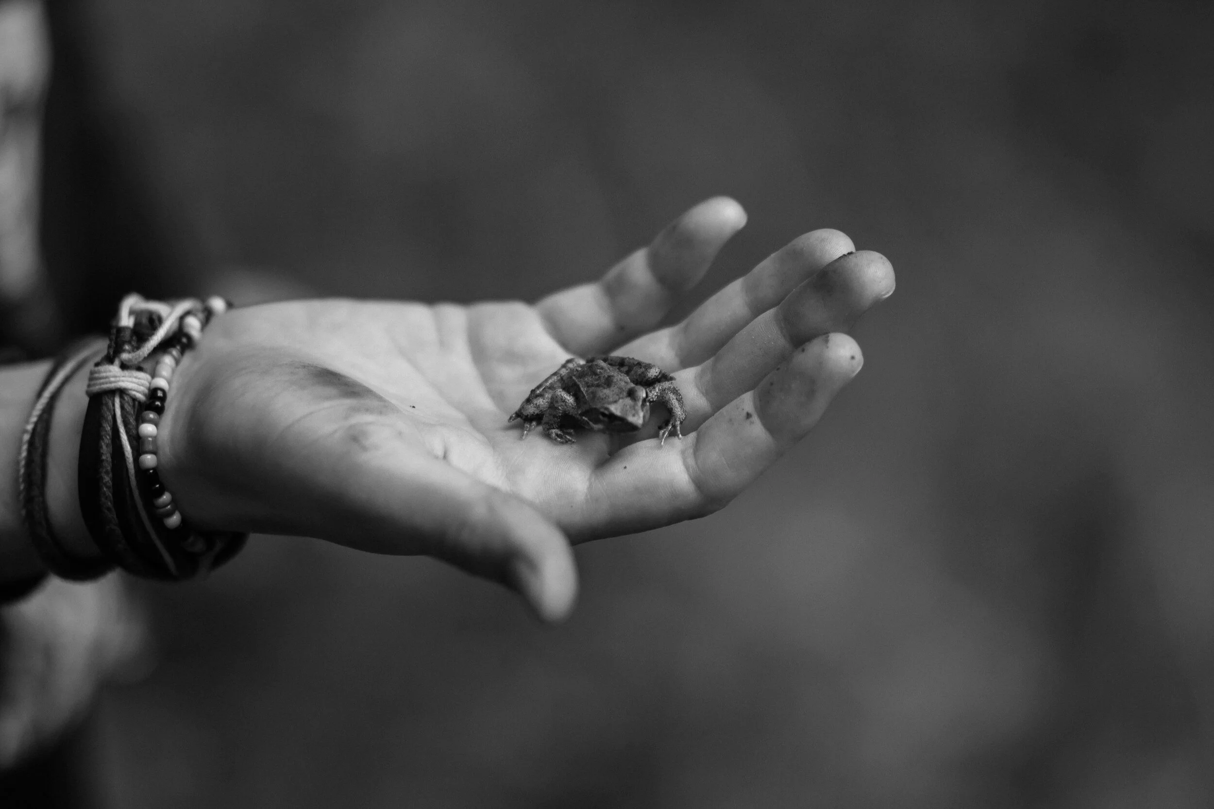 A hand with bracelets holding a small frog.