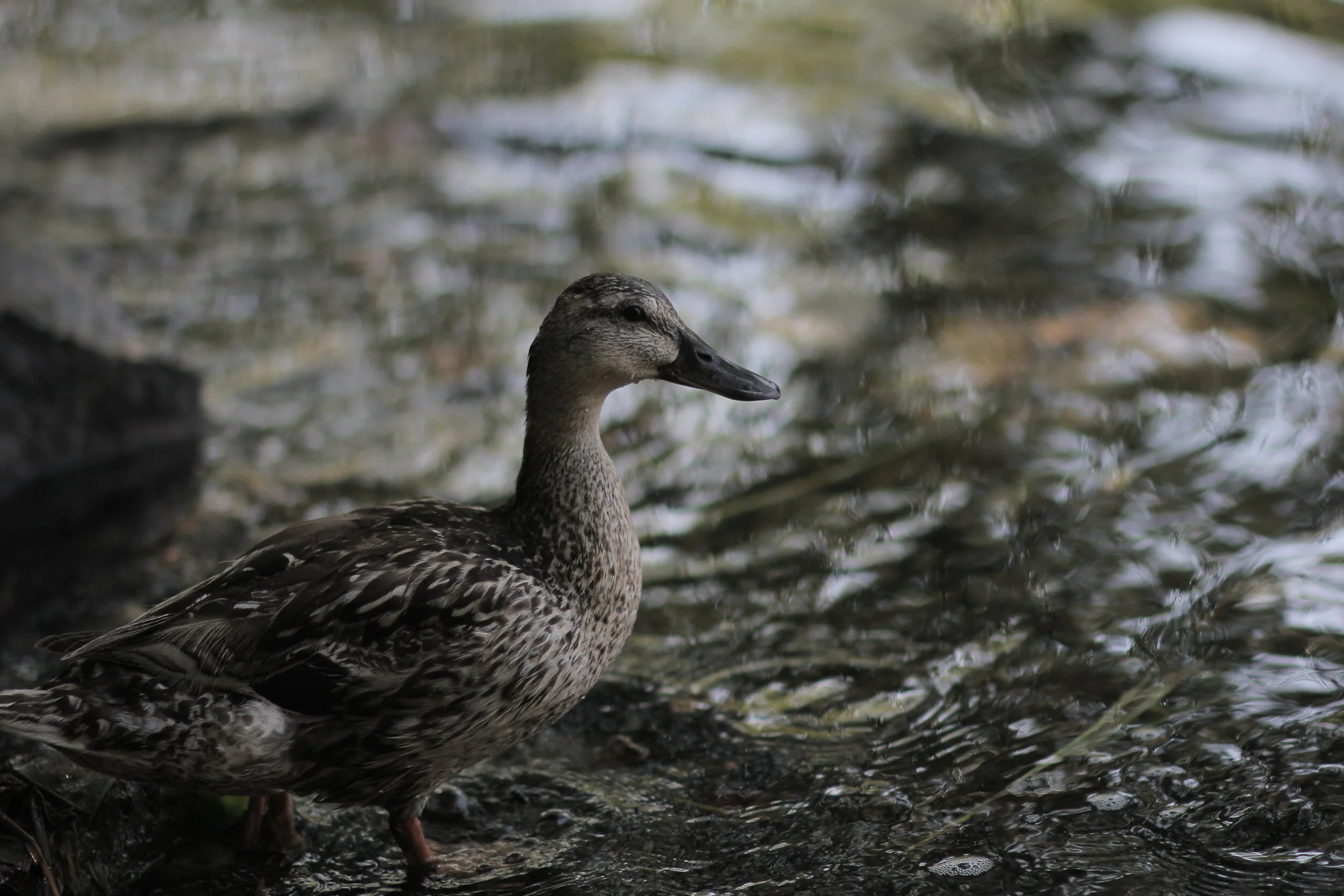 A duck standing on the muddy edge of a body of water with blurred water in the background.