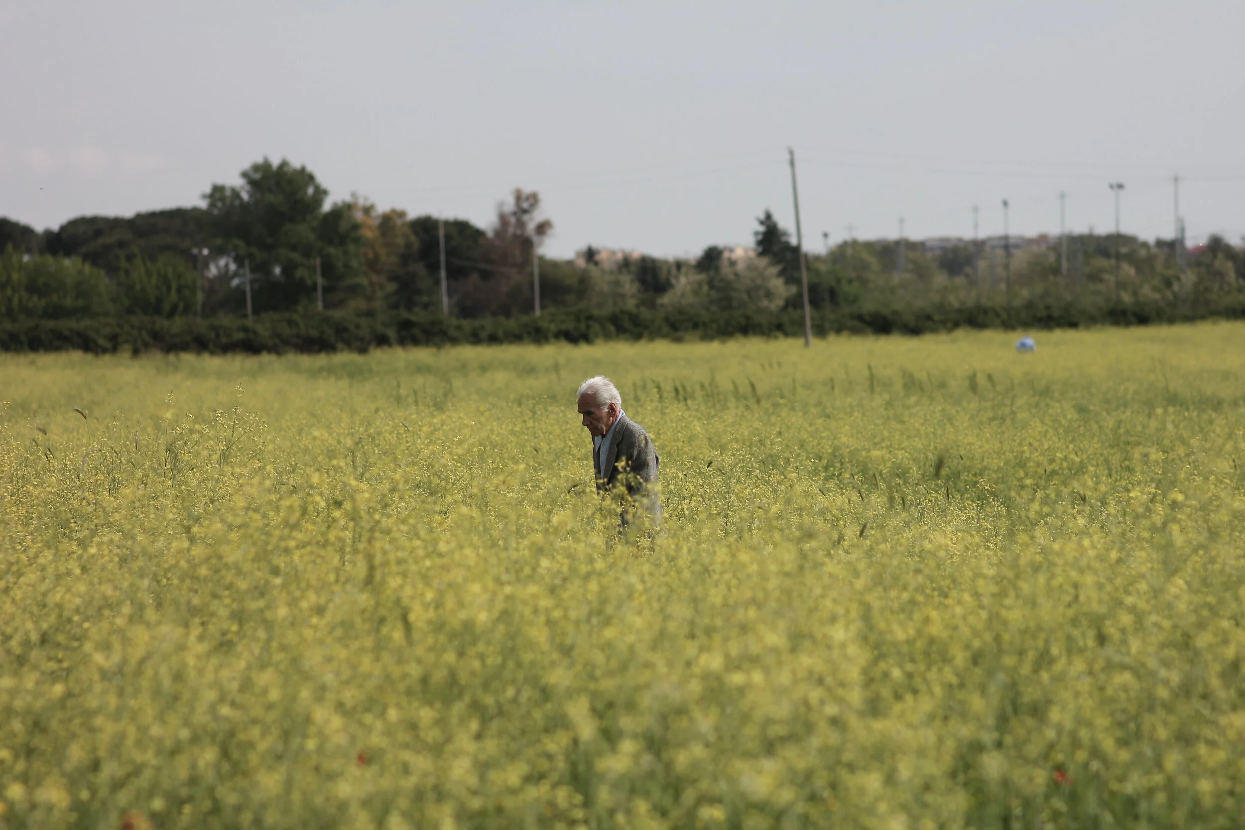 An elderly man with white hair walking through a field of yellow flowers with trees and utility poles in the background.