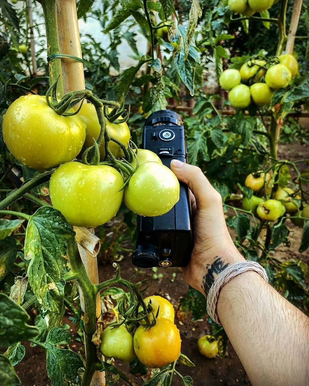 A person's hand holding a camera aimed at a cluster of green tomatoes growing on a vine in a garden, with more tomatoes and foliage in the background.