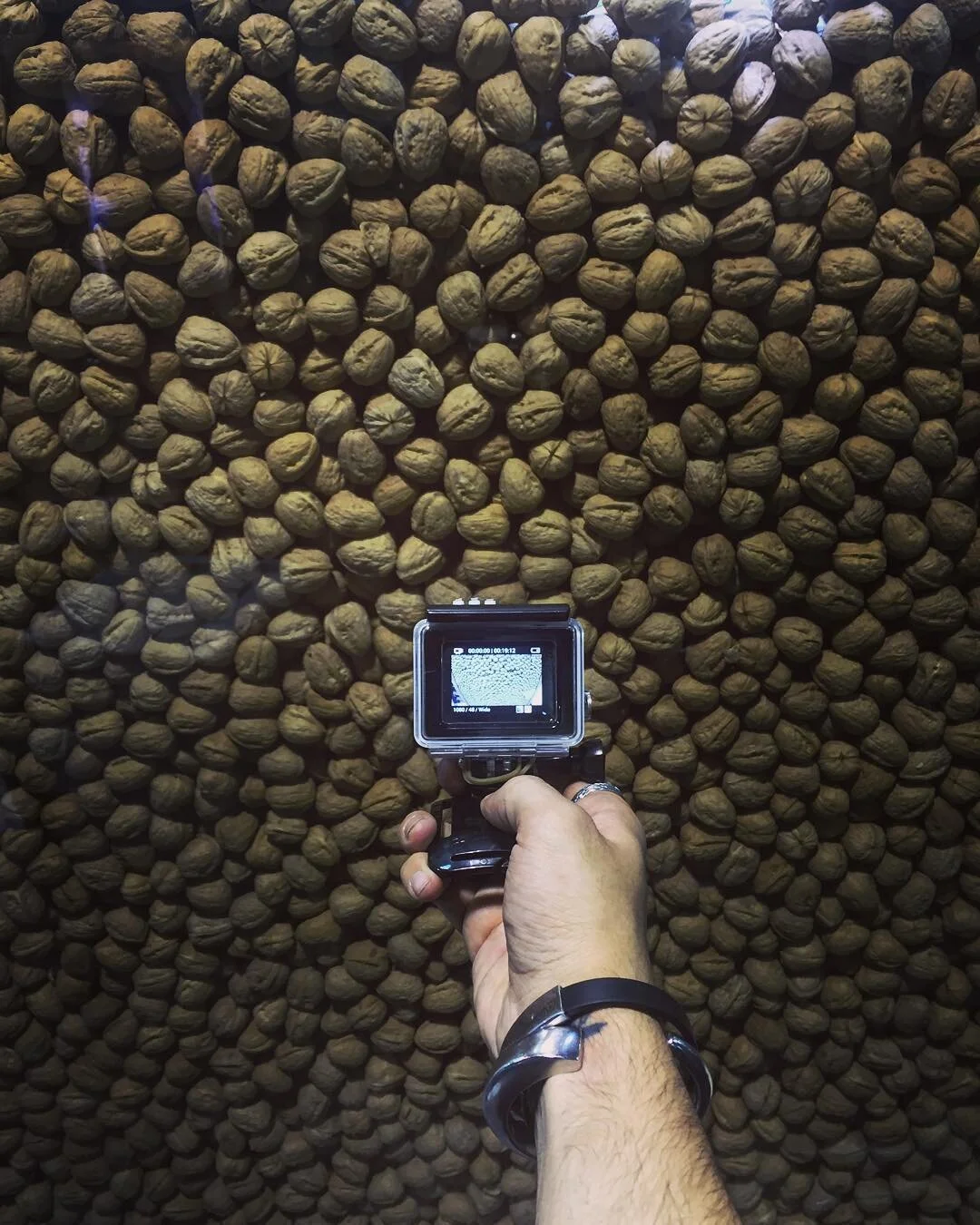 Close-up of a hand holding a camera in front of a large pile of walnuts.