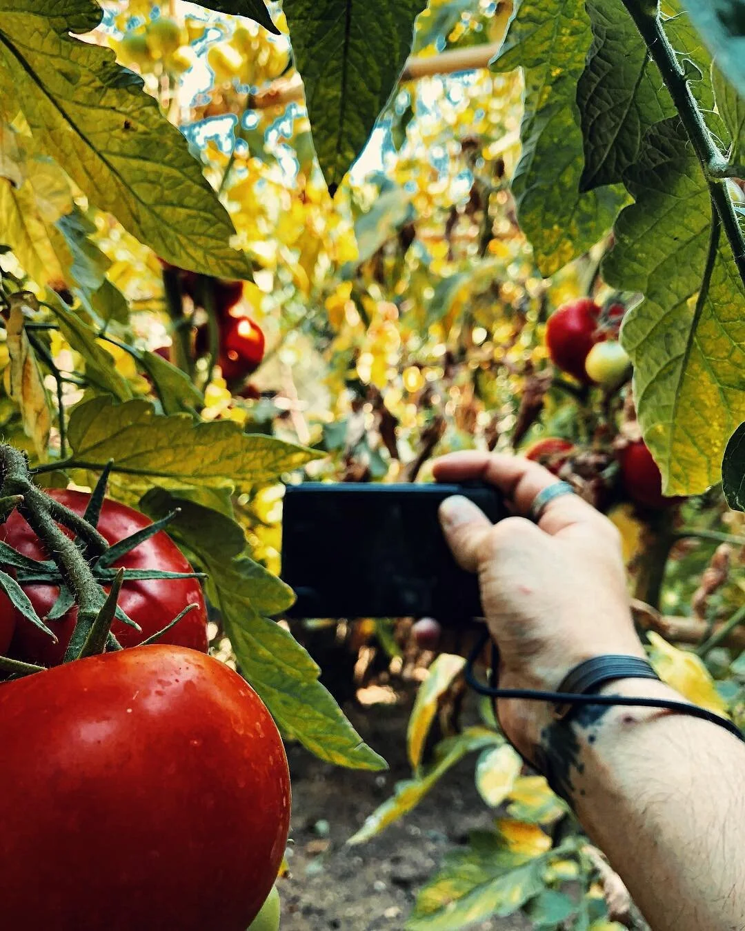 A person taking a photo of ripe red apples on an apple tree with a digital camera in an orchard.