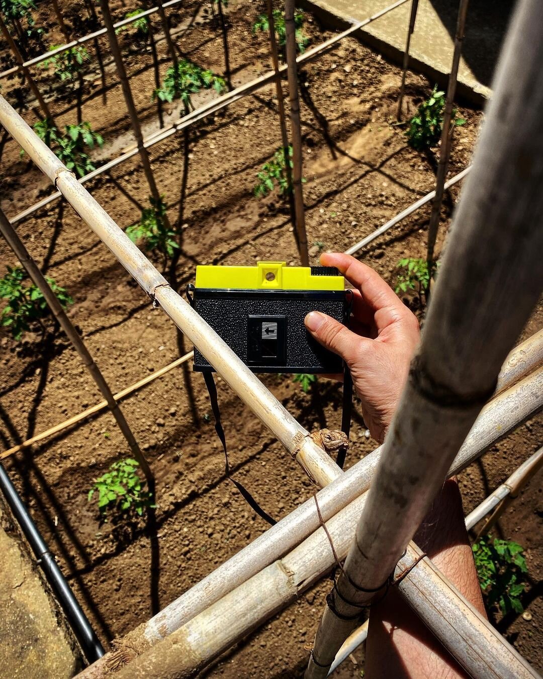 Person using a light meter to measure sunlight on small plants in a garden with a bamboo trellis.
