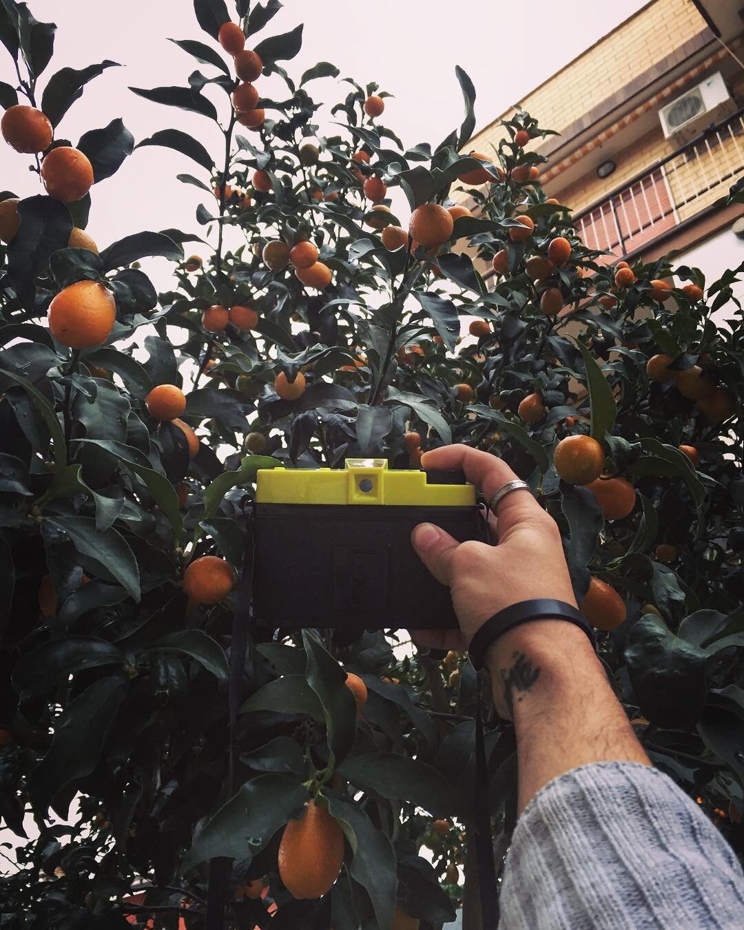 Person taking a photo of an orange tree with a camera, showing ripe oranges and dark green leaves, in an urban setting with a building in the background.