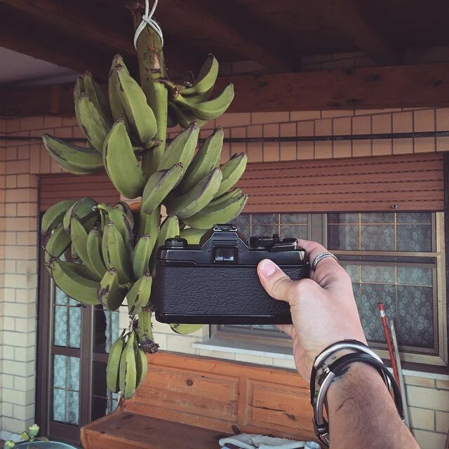 A hand holding a vintage camera captures a bunch of green bananas hanging from a string. There is a brick house with sliding glass doors and a wooden bench in the background.