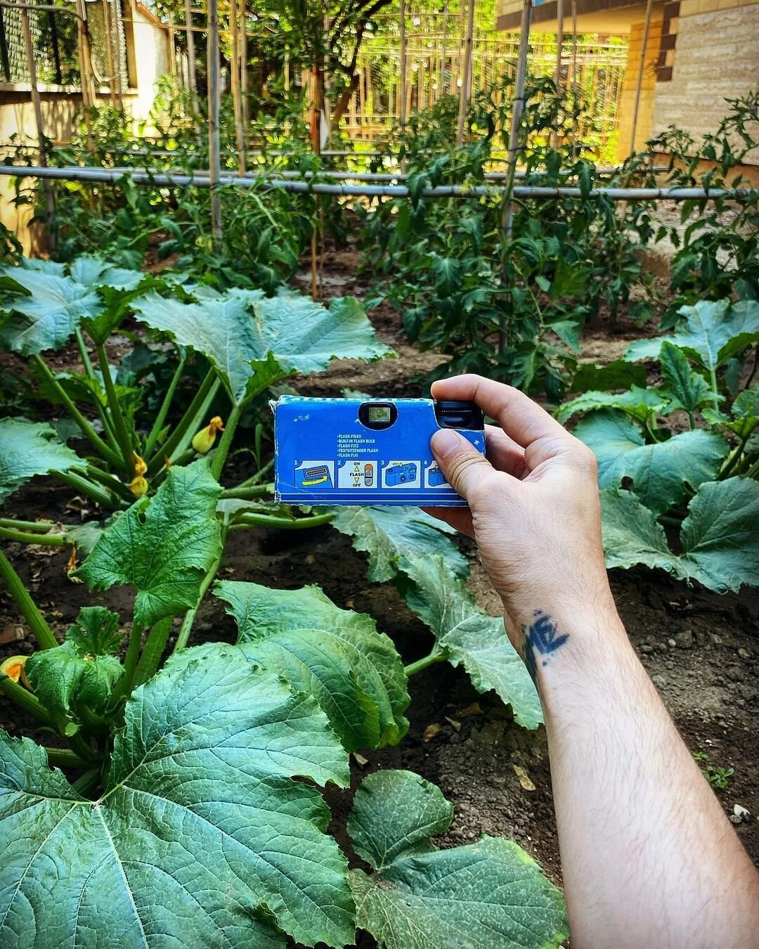 A person's hand with a tattoo holding a blue instant camera, taking a photo of a vegetable garden with large green leaves and tomato plants supported by wooden stakes.