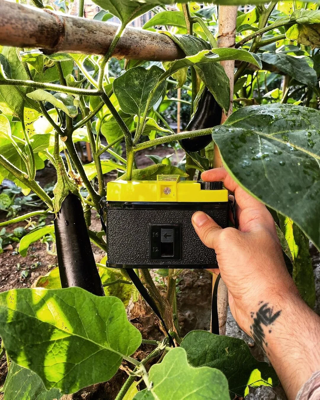 Close-up of a person holding a black and yellow soil moisture meter among green pepper plants. The plants are thriving with large leaves, and one ripe eggplant hangs in the background.