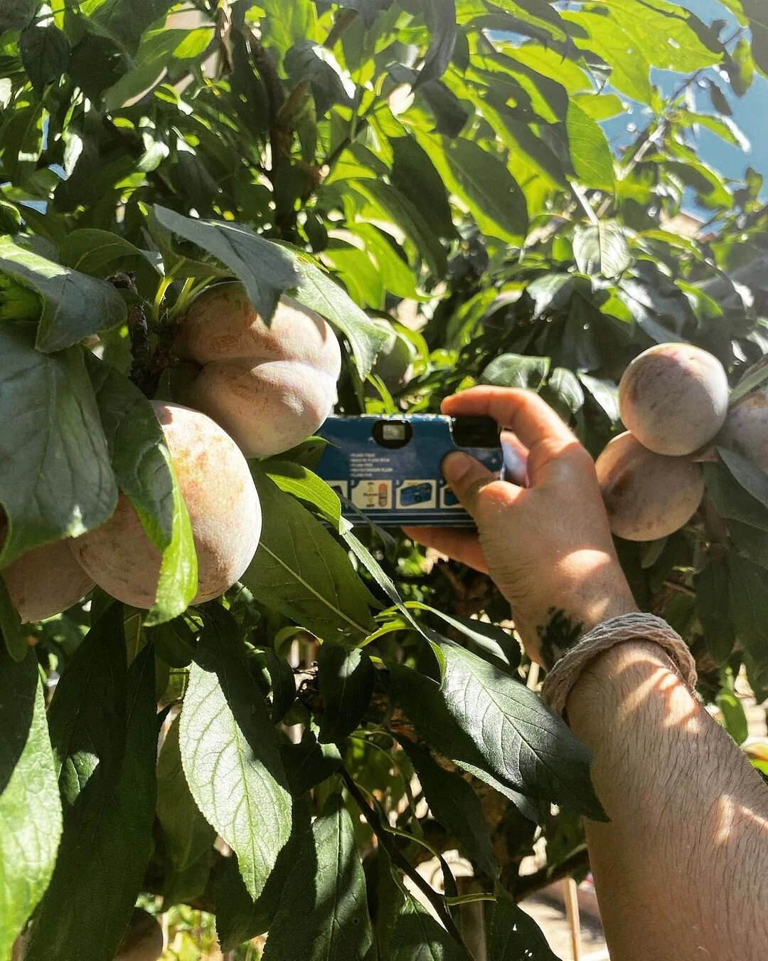 Person taking a close-up picture of ripening peaches on a tree with a digital camera.