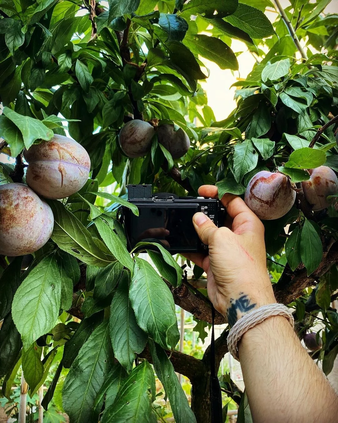 A person with a tattoo on their wrist wearing a bracelet is taking a photograph of peaches on a lush green tree with a camera. The peaches are ripening and various shades of purple and green.