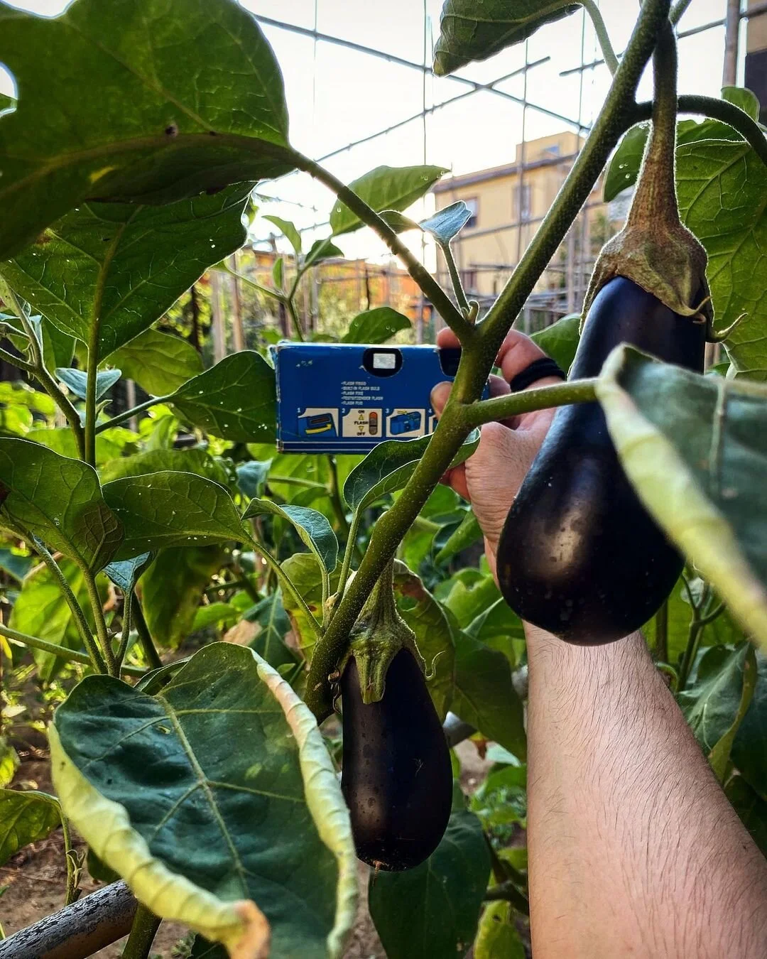 A person holding an eggplant in a garden, with the person's hand partially visible. The garden has lush green leaves and trellises, with a building visible in the background.
