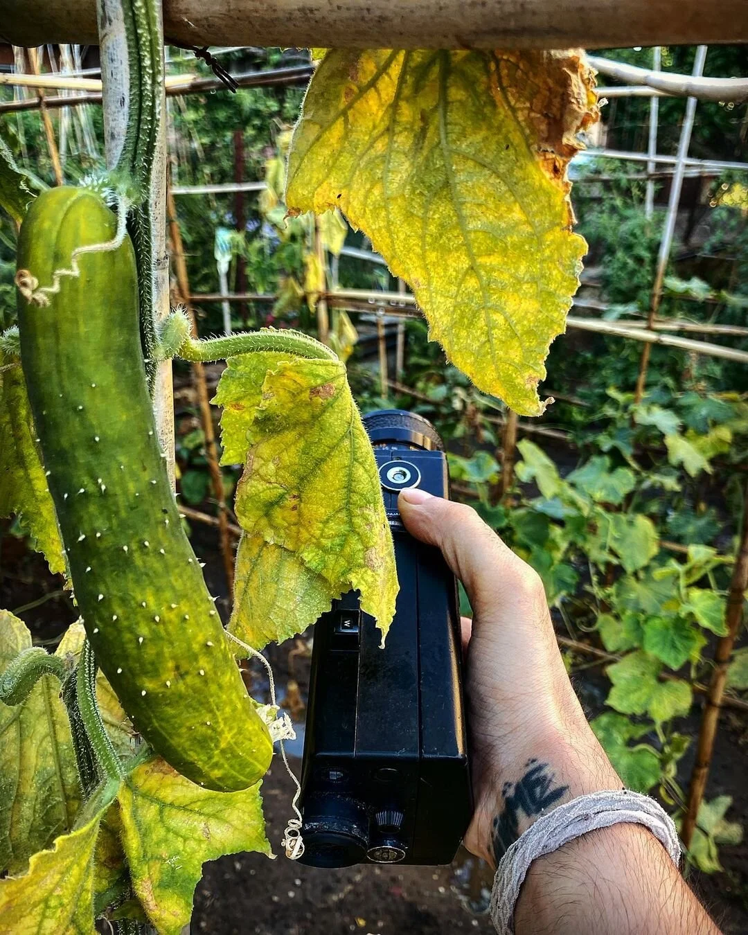 Person holding a camera in a garden with yellowing cucumber plant leaves and a cucumber.